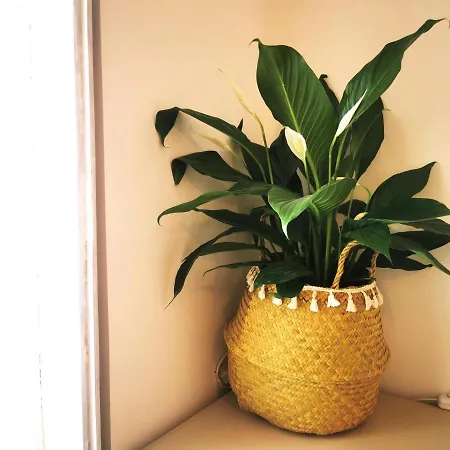 דירה Vida A Portuguesa, Charming 